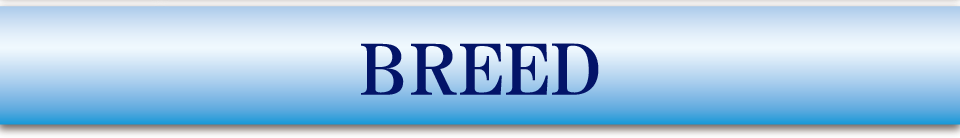BREED